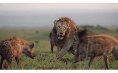 雄獅「被20隻鬣狗包圍」眼看就快放棄了，下一秒好友及時趕到救援！網友：好像電影情節！