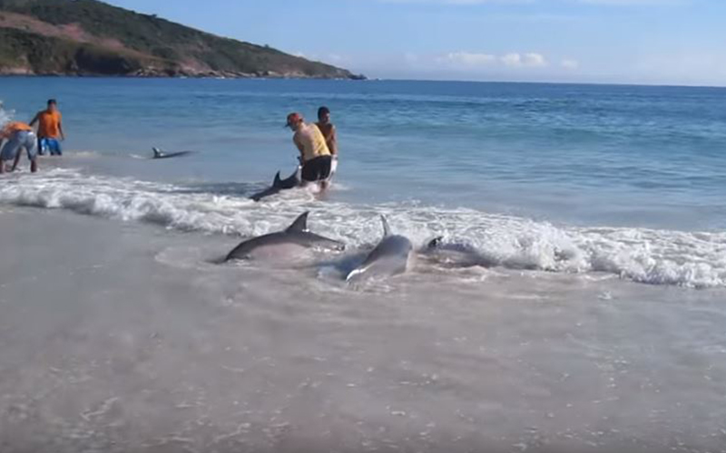 30隻海豚離奇擱淺「集體衝向岸上」！遊客一看不對勁，接下來發生的事「讓全人類以引為傲」！ 