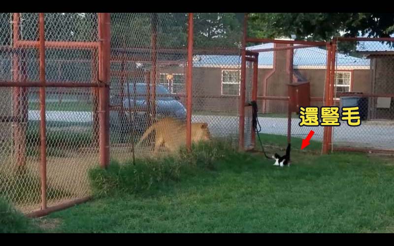 貓的心裡根本住著老虎，小貓咪跑去挑釁籠子裡的母獅子，讓主人哭笑不得！