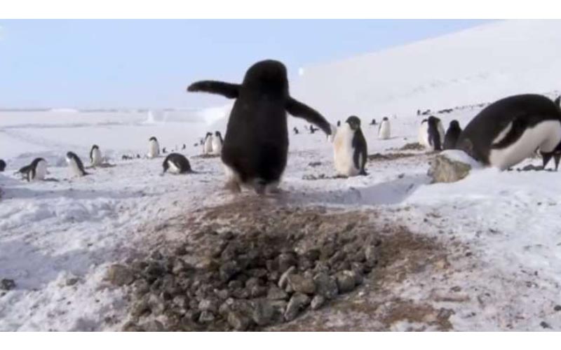 企鵝築巢「石頭一直不見」小偷全被錄下「偷瞄、裝傻表情超賊」！