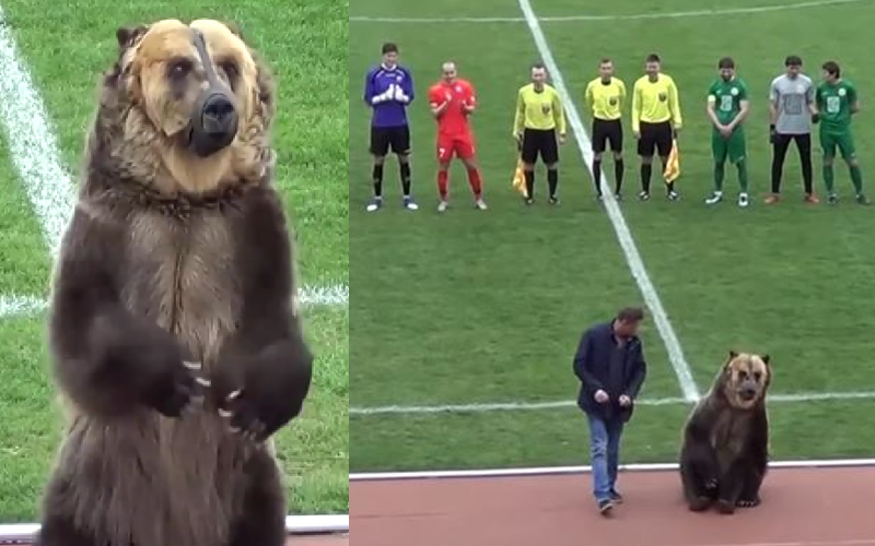 「活生生棕熊誤闖」世足賽，仔細一看棕熊的「嘴巴被捆住」，沒想到真相竟然和俄羅斯有關！