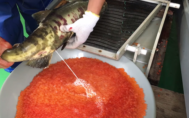 徒手幫一大盆鮭魚卵「人工授孕」！日本復育鮭魚方式大公開