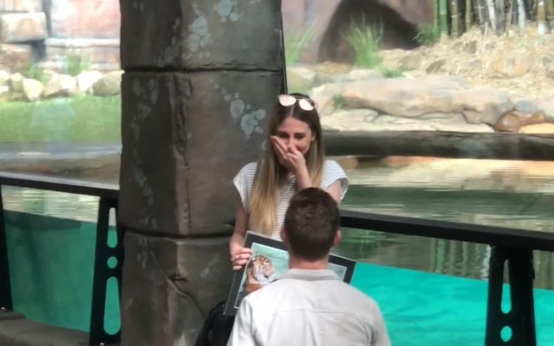 妳願意嫁給我嗎？他精心策畫「動物園求婚」後面「老虎當見證人」接下來超爆笑