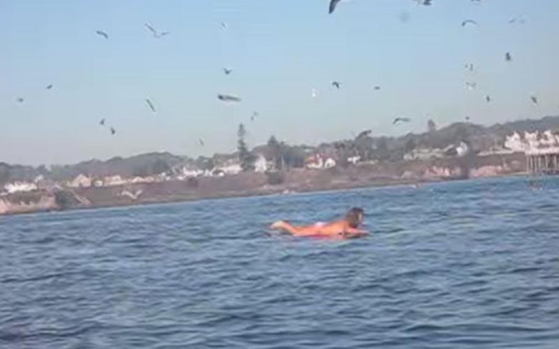 女子在海上悠閒滑水，下一秒「巨獸突暴衝出水面」心臟差點跳出來