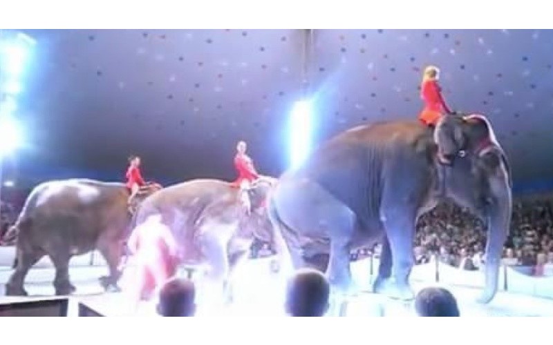 馬戲團「大象表演」卻失足從高處摔落　同伴秒上前關心...網友怒：請抵制馬戲團！