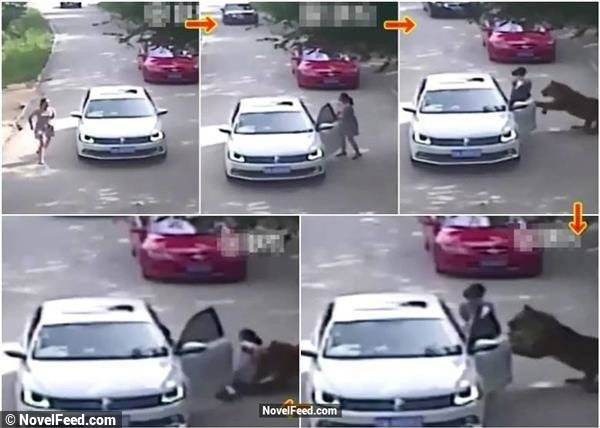 「老虎襲擊人類影片曝光，車上還有孩子！」年長的女子為救年輕女子，一下車就被老虎咬死！-2