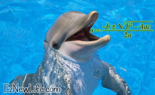 《科學小知識》你不知道的自然界六大算術大師！！海豚可是「數學天才」喔～-0