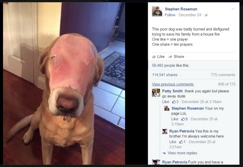 這隻因火災救主人而毀容的狗狗得到了10萬網友祝福，而照片背後的真相卻讓人傻眼了！-1