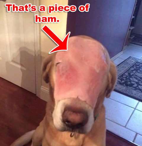 這隻因火災救主人而毀容的狗狗得到了10萬網友祝福，而照片背後的真相卻讓人傻眼了！-2